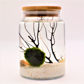  marimo siparişi Şans Getiren Marimo Salda Klasik