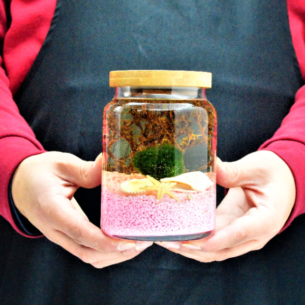 istanbul teraryum siparişi Şans Getiren Marimo Pink